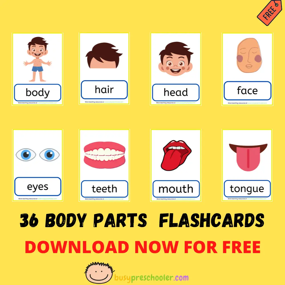 body-parts-flashcards-printable-free-free-printable-download